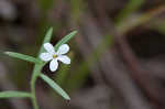 Pasture heliotrope